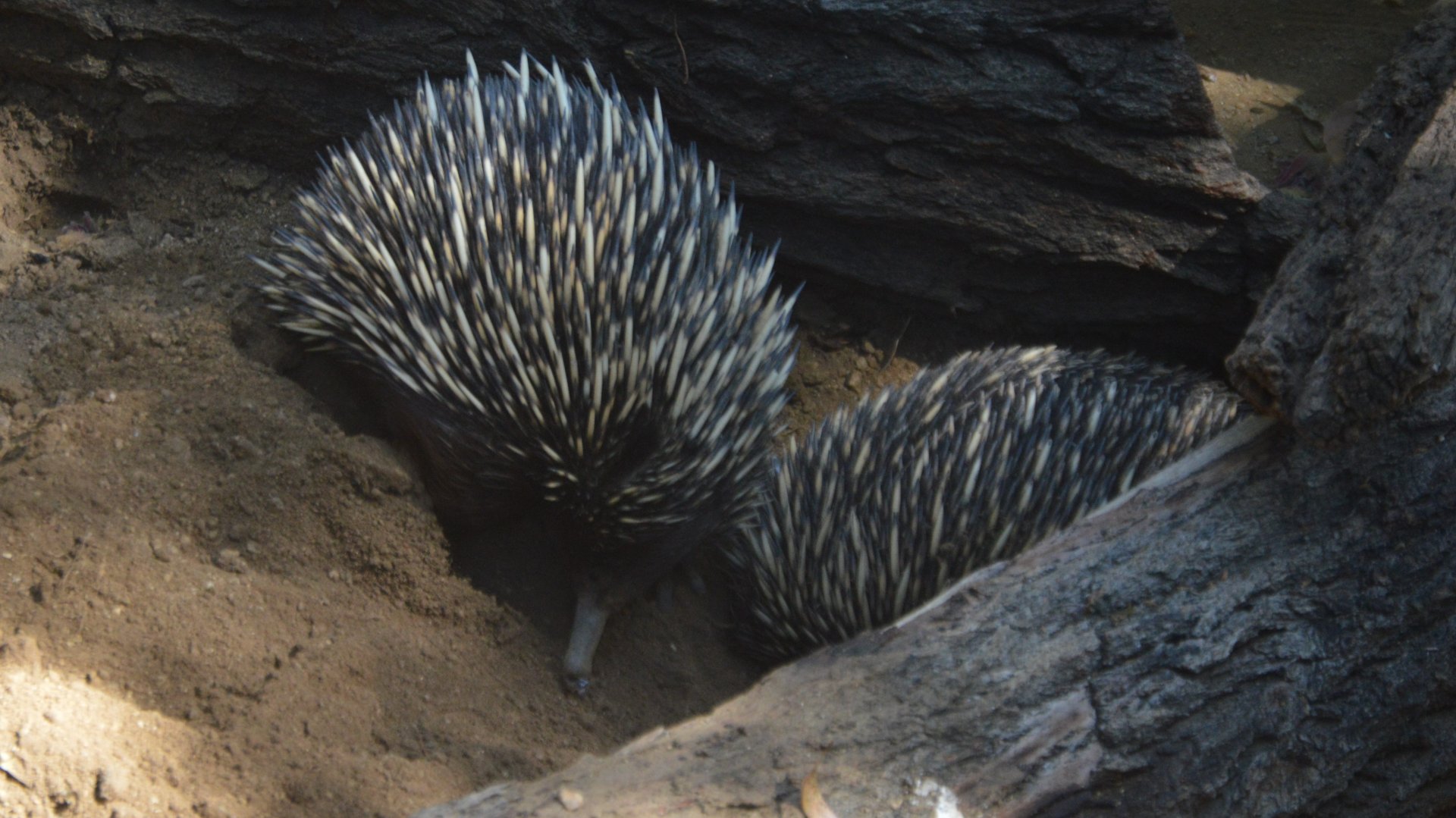 Tachyglossus aculeatus multiaculeatus