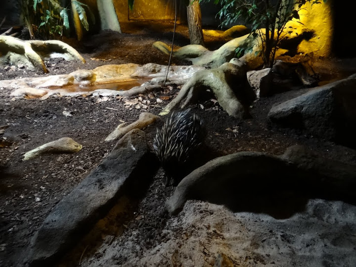 Tachyglossus aculeatus