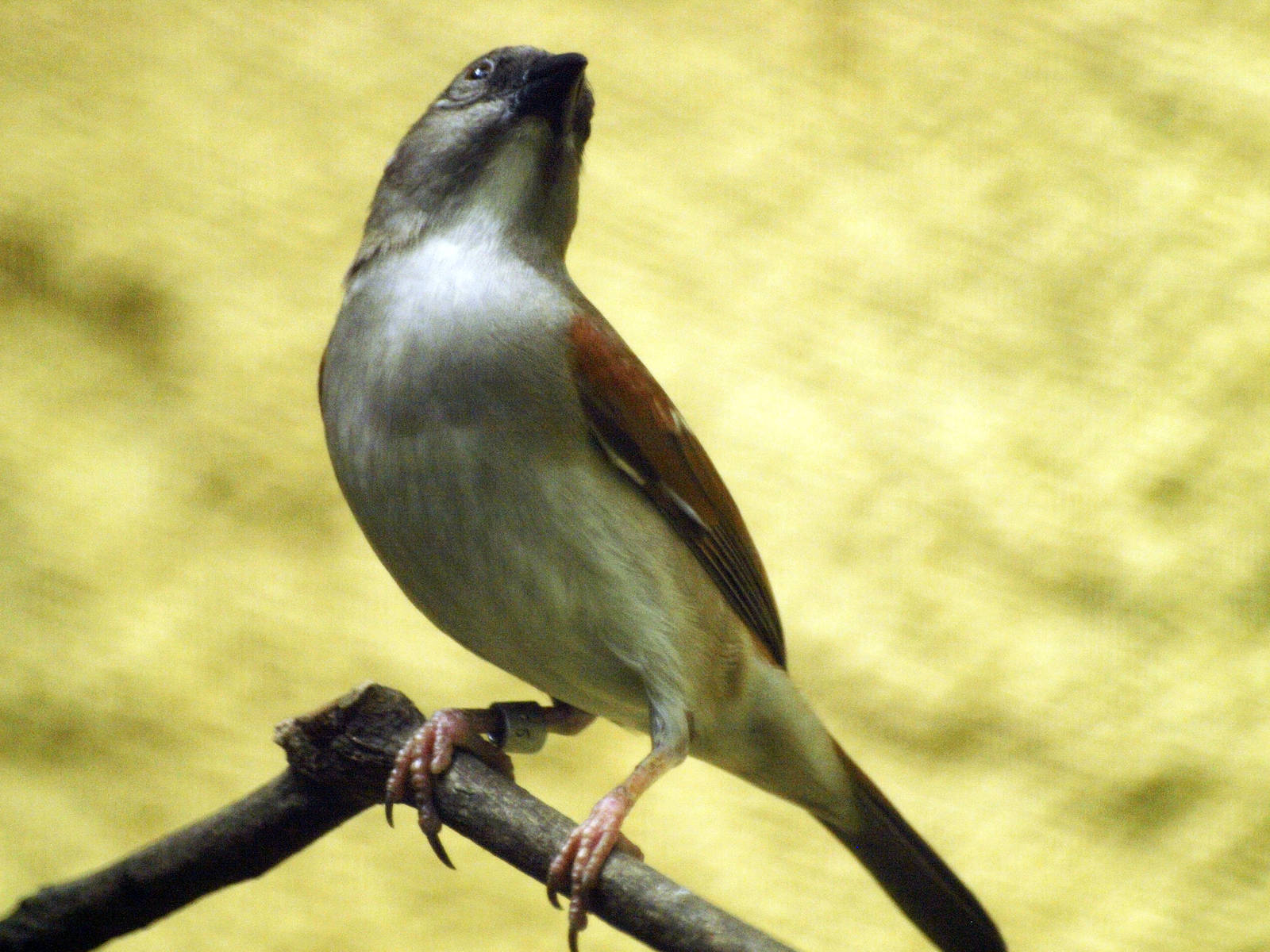 Tachyphonus or Ramphocelus?