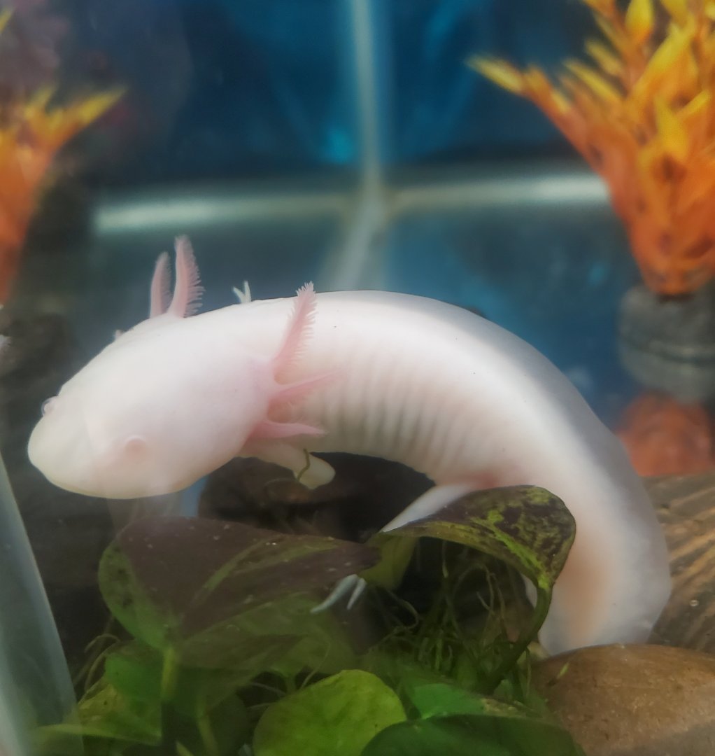 Tackapausha Museum & Preserve - Axolotl