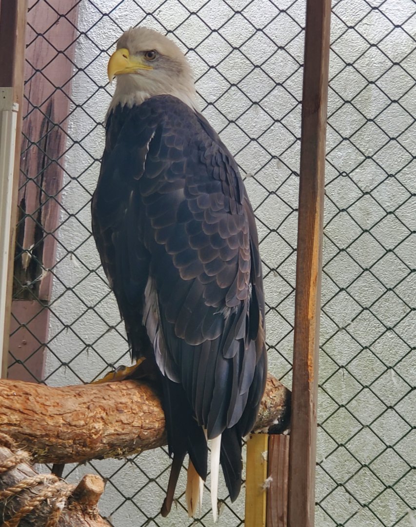 Tackapausha Museum & Preserve - Bald Eagle