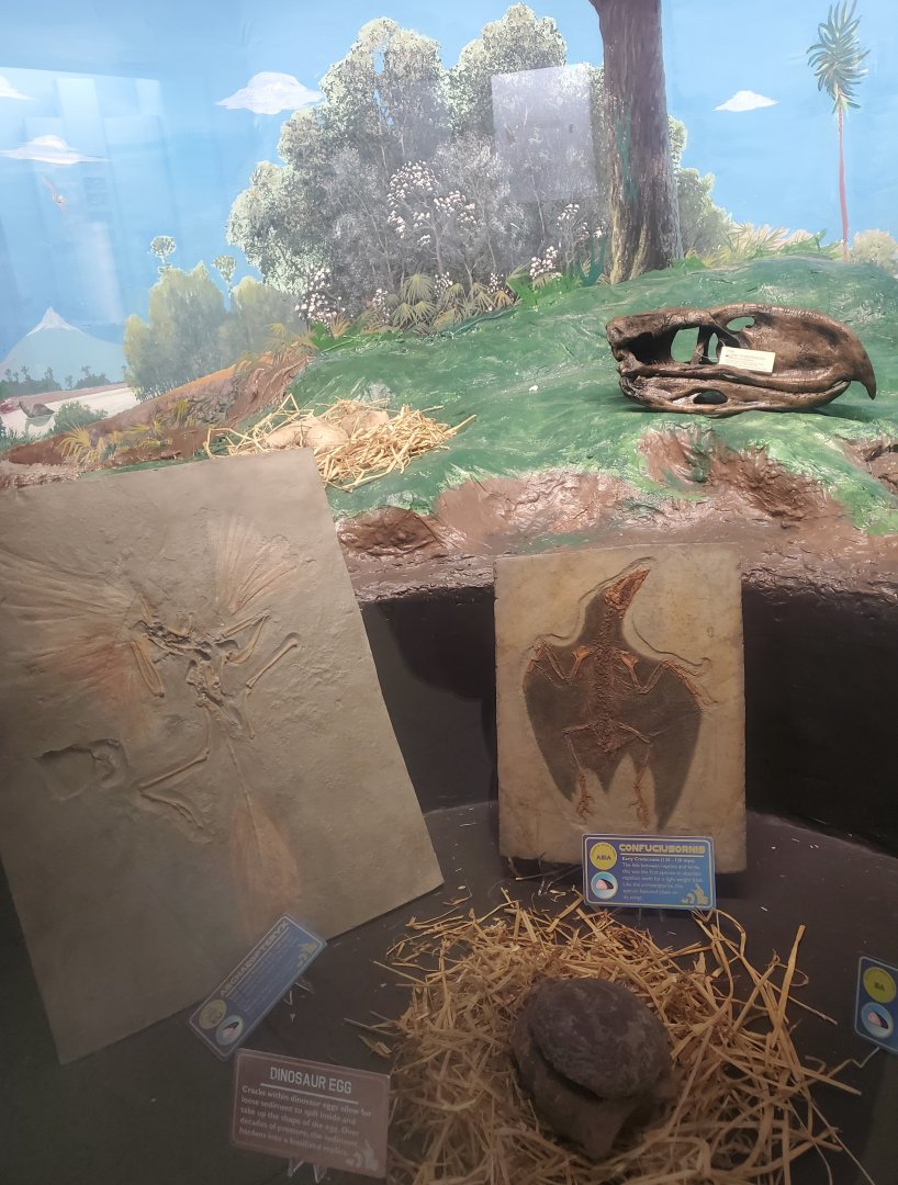 Tackapausha Museum & Preserve - Bird evolution displays