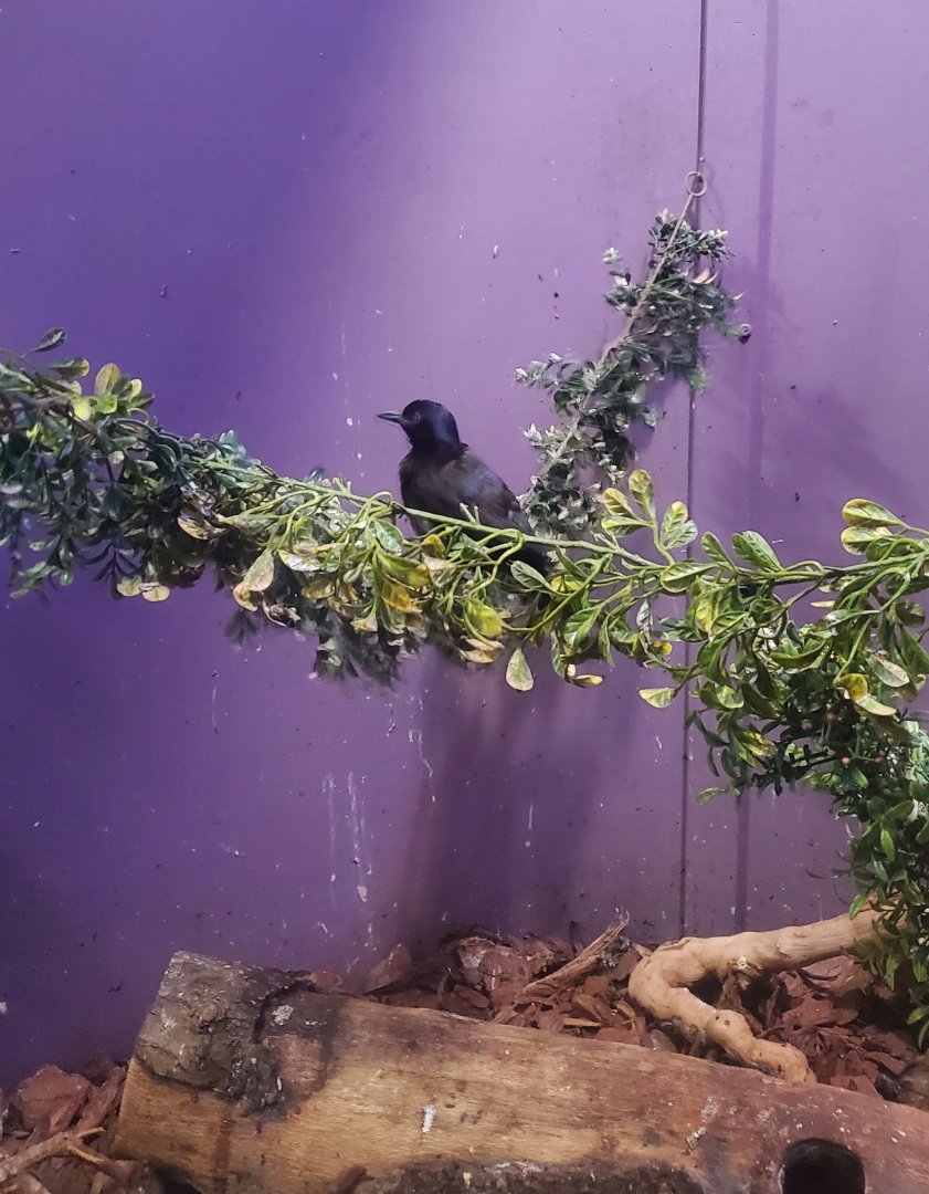 Tackapausha Museum & Preserve - Common Grackle