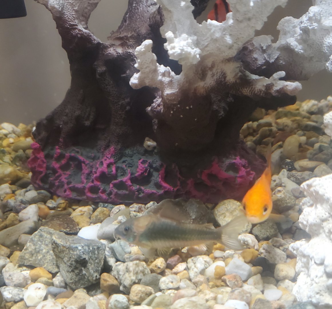 Tackapausha Museum & Preserve - Corydoras sp.