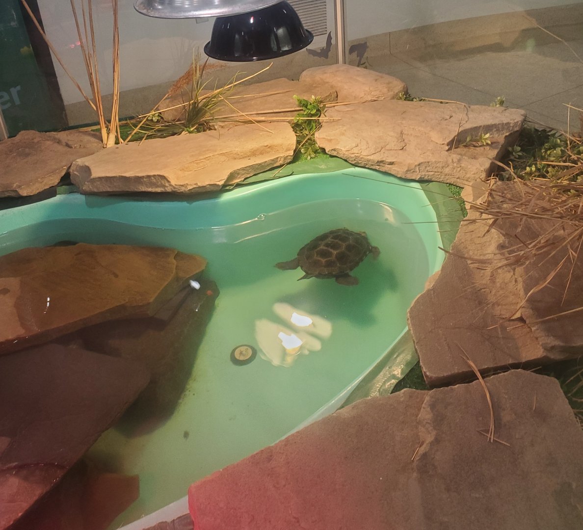 Tackapausha Museum & Preserve - Diamondback Terrapin exhibit