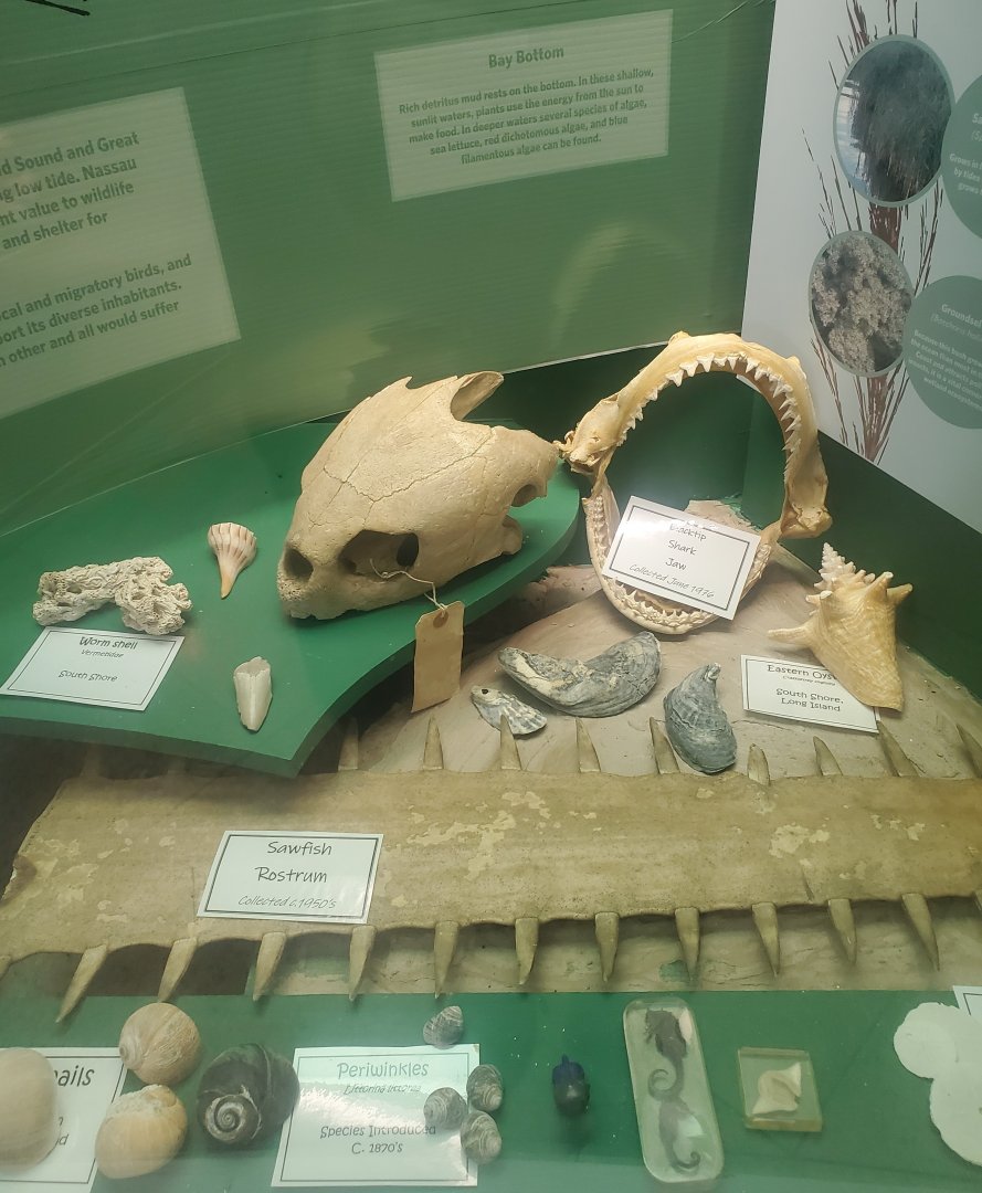 Tackapausha Museum & Preserve - Fossils of Long Island Sound (NY)