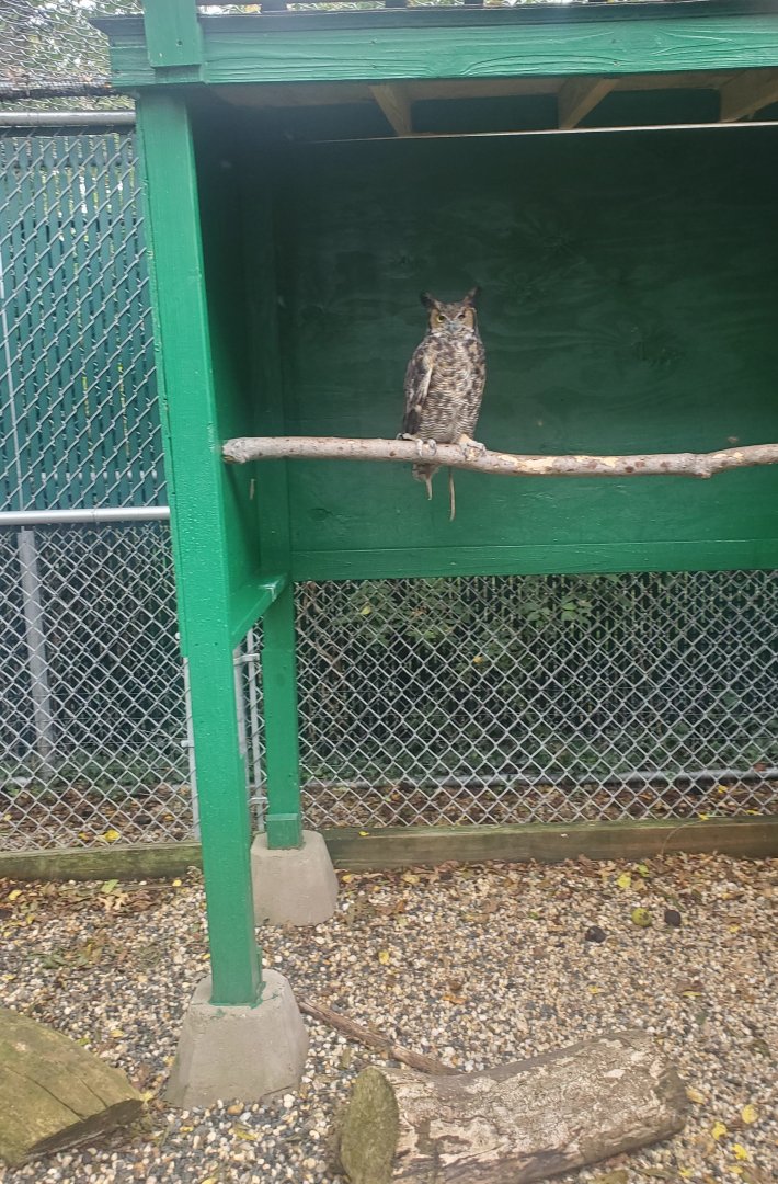 Tackapausha Museum & Preserve - Great Horned Owl