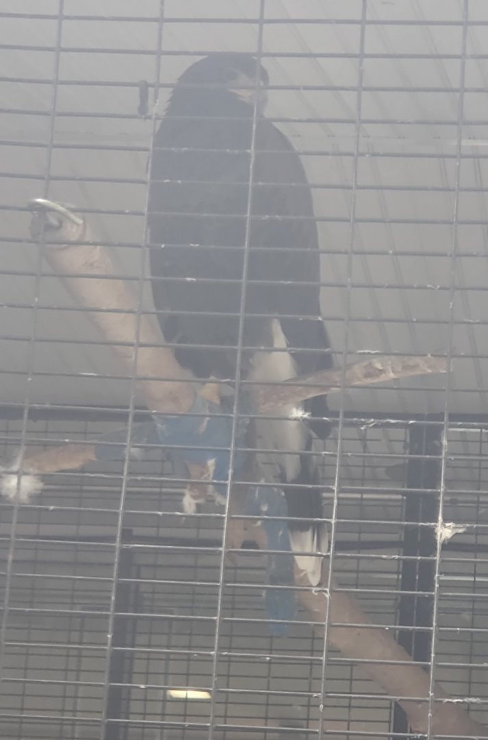 Tackapausha Museum & Preserve - Harris Hawk