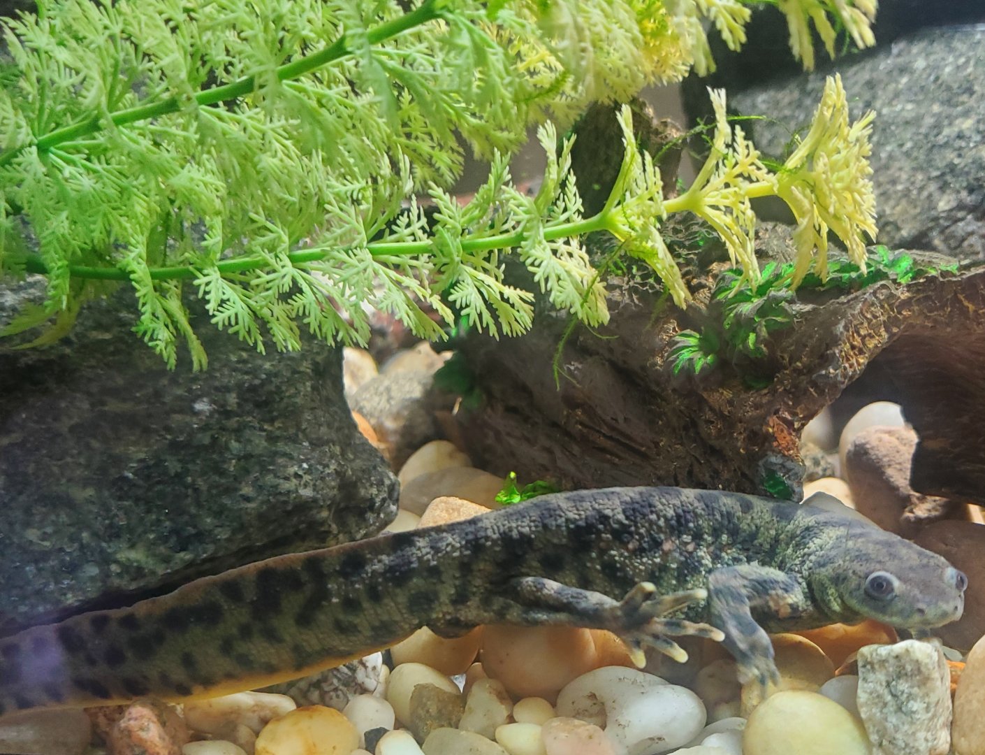 Tackapausha Museum & Preserve - Iberian Ribbed Newt