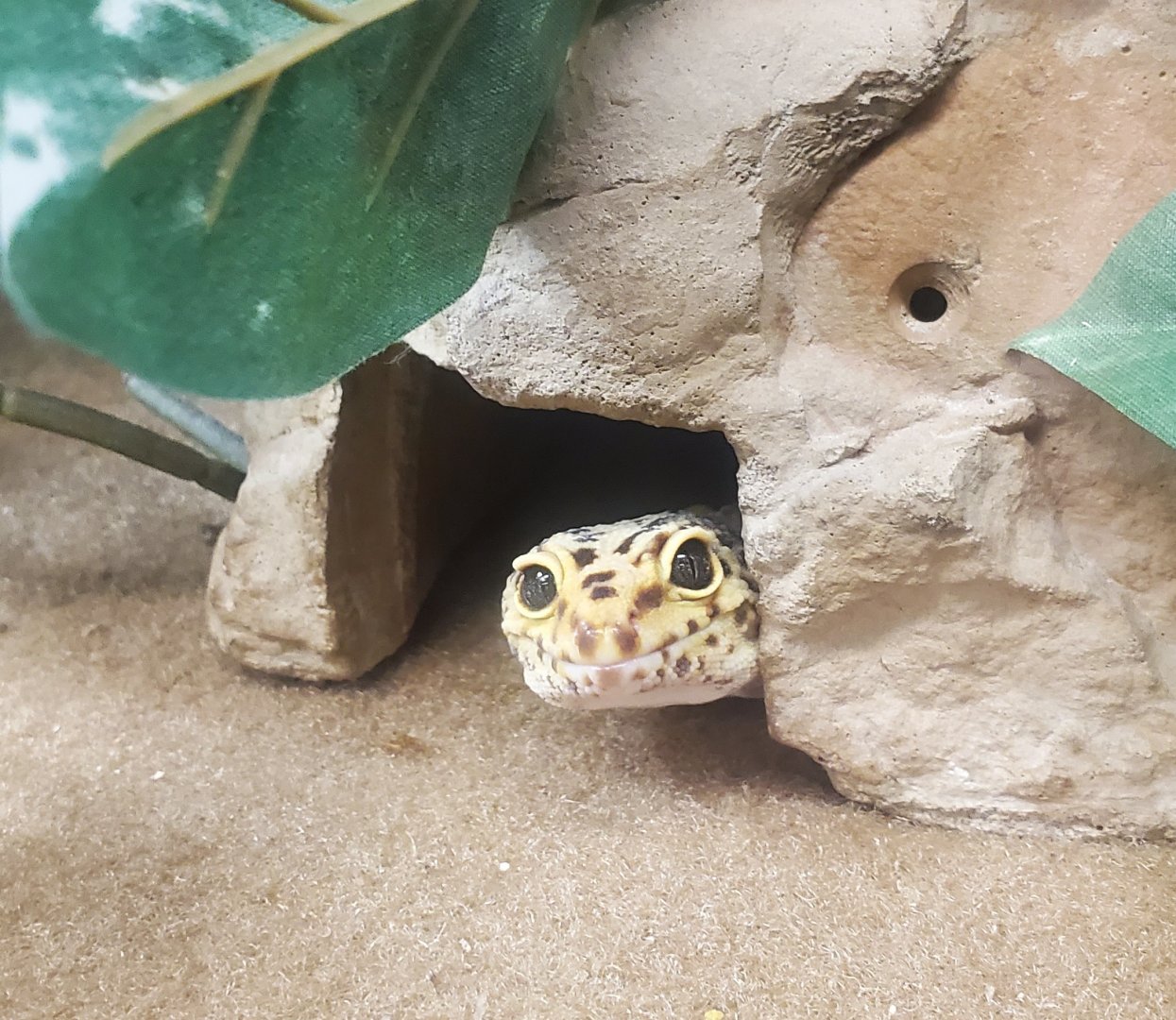 Tackapausha Museum & Preserve - Leopard Gecko surprise