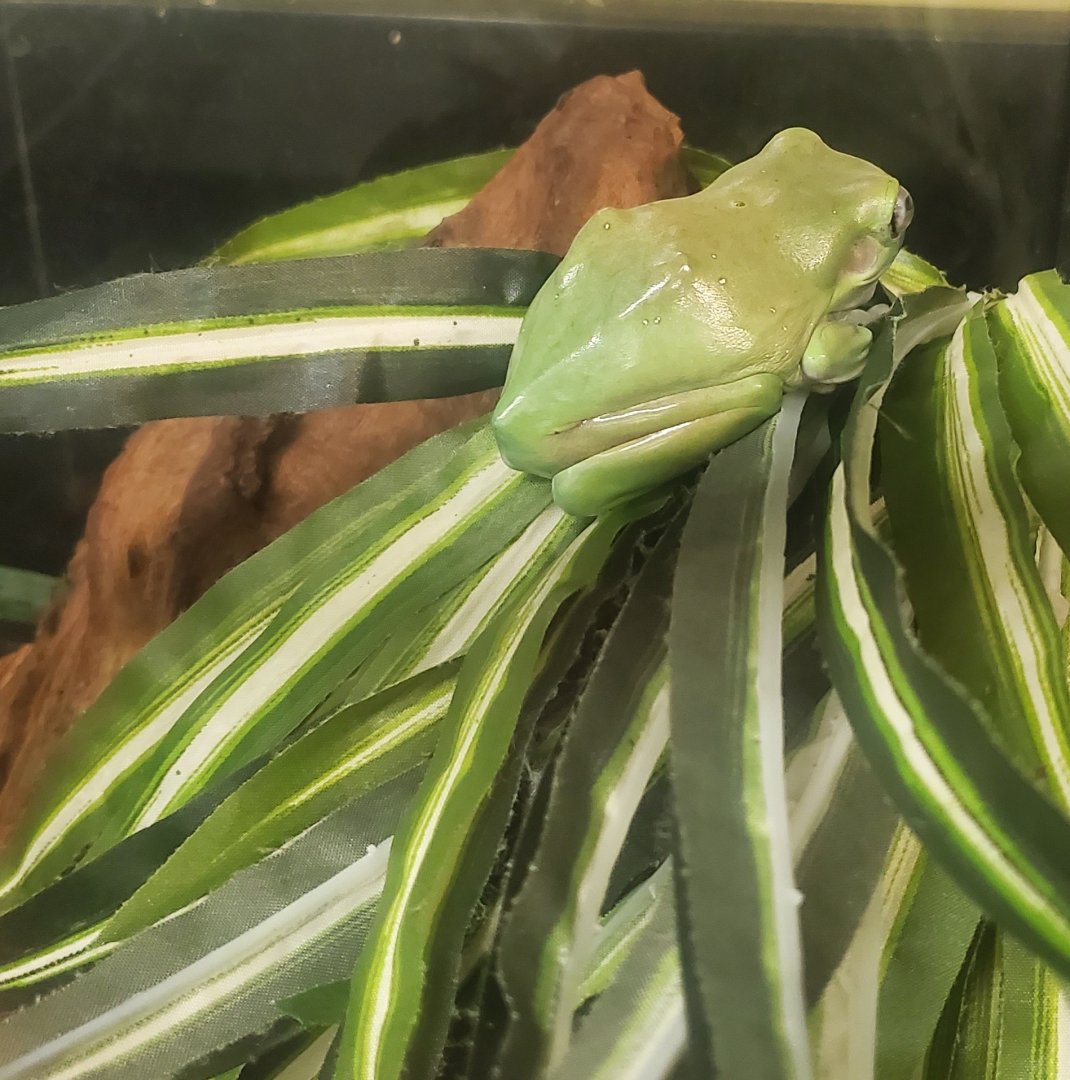 Tackapausha Museum & Preserve - Litoria caerulea