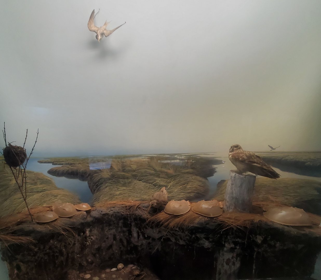 Tackapausha Museum & Preserve - Long Island (NY) beach diorama
