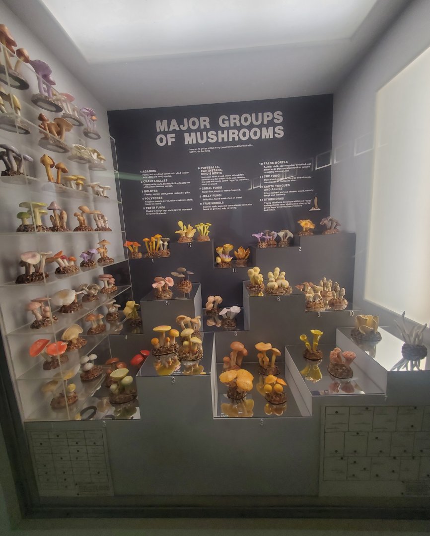 Tackapausha Museum & Preserve - Mushroom diversity display