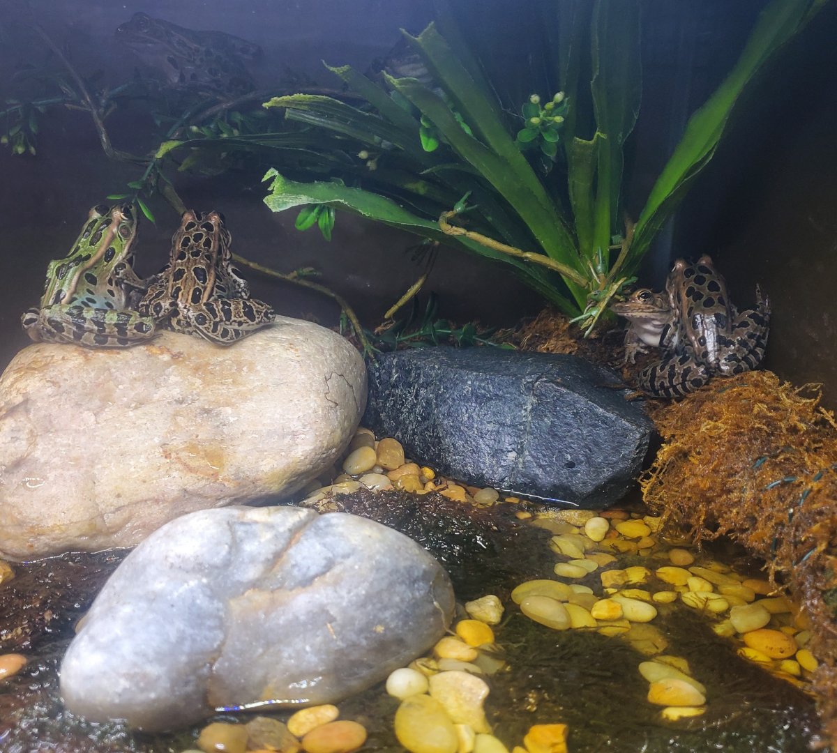 Tackapausha Museum & Preserve - Northern Leopard Frogs