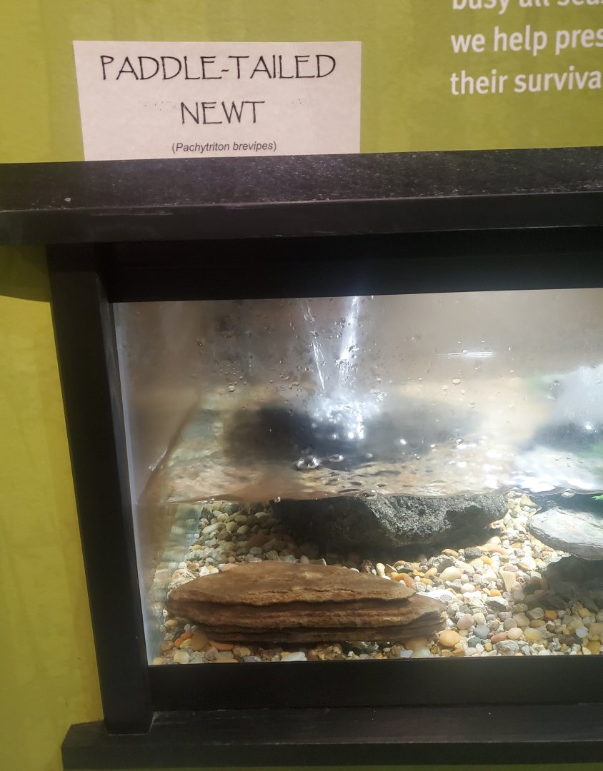 Tackapausha Museum & Preserve - Pachytriton brevipes signage