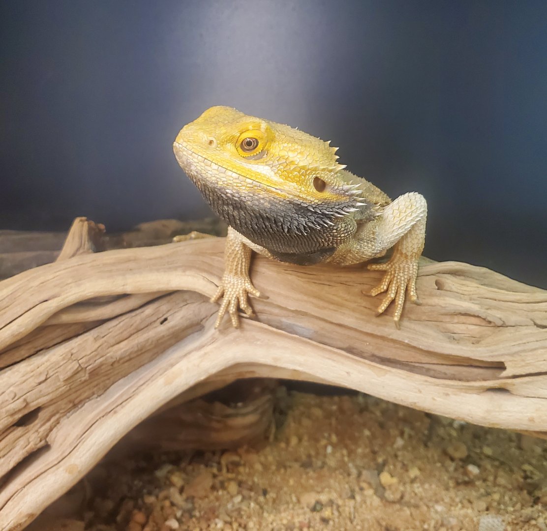 Tackapausha Museum & Preserve - Pogona vitticeps