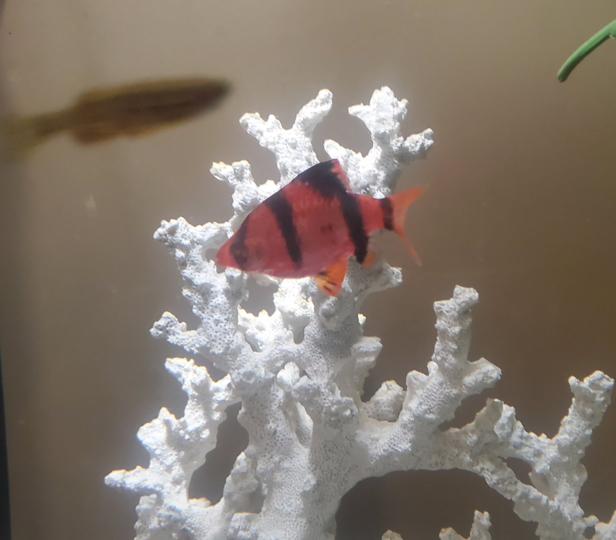 Tackapausha Museum & Preserve - Tiger Bard (Red)