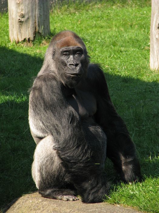 Tadao at Dvur Kralove