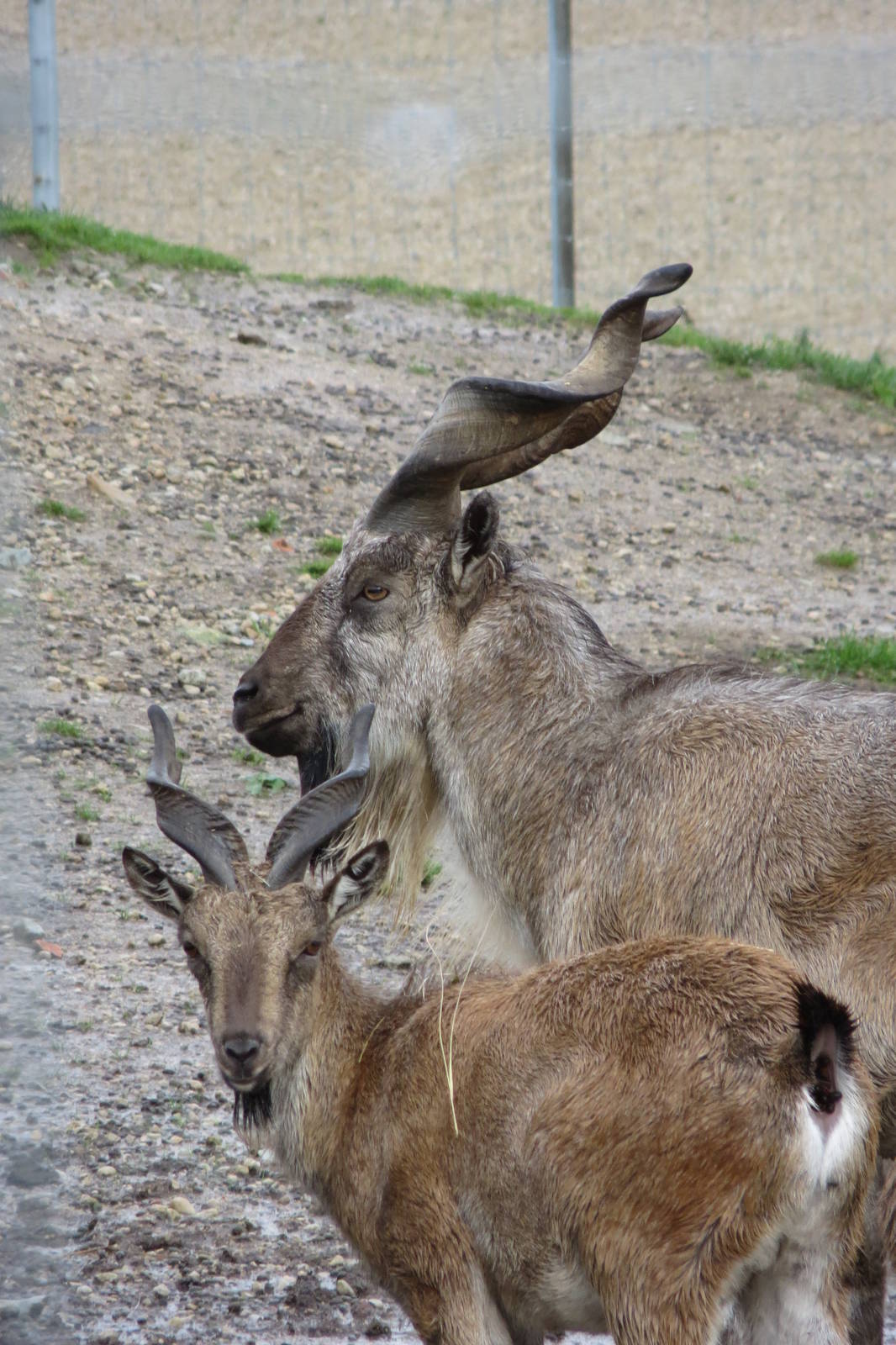 Tadjik Markhor 101012