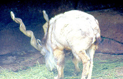 Tadjik markhor 1980's