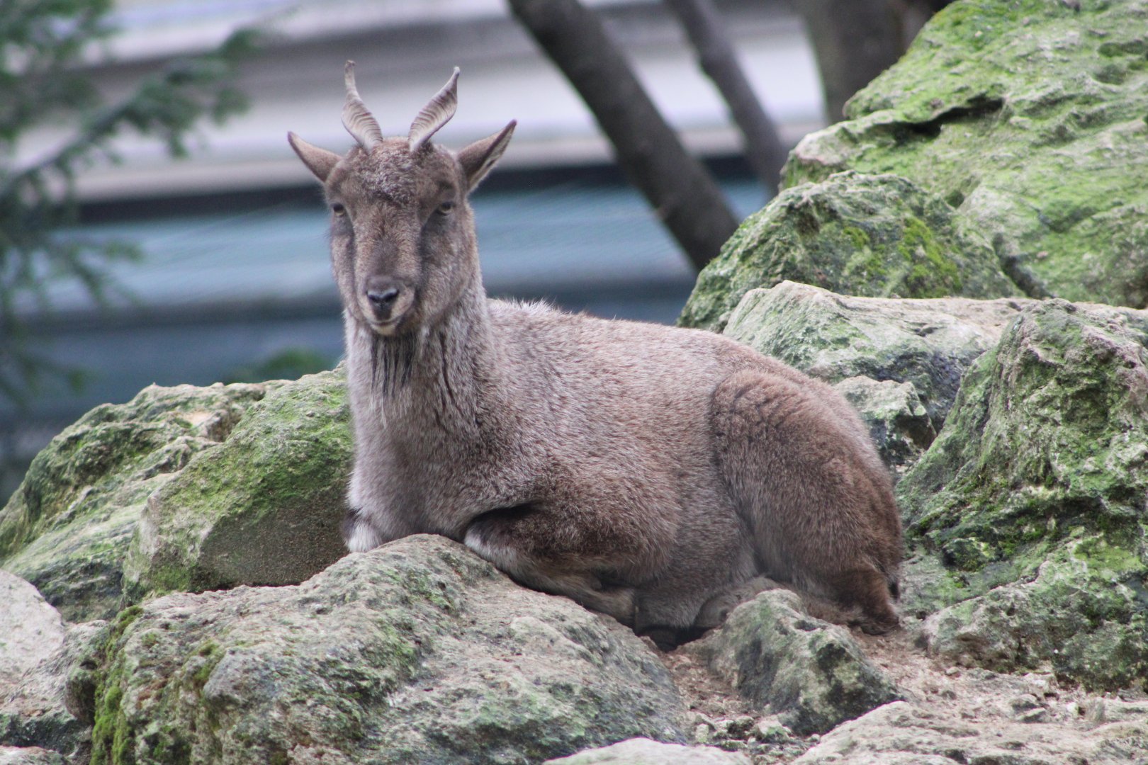 Tadjik Markhor (C. f. heptneri)