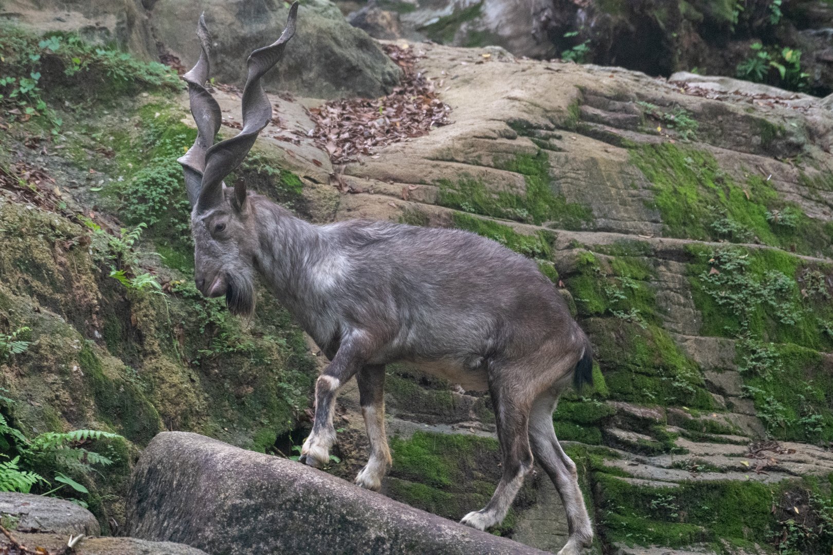Tadjik Markhor (Capra falconeri heptneri)