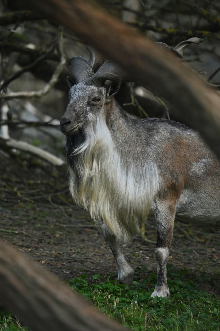 Tadjik markhor (Capra falconeri heptneri)