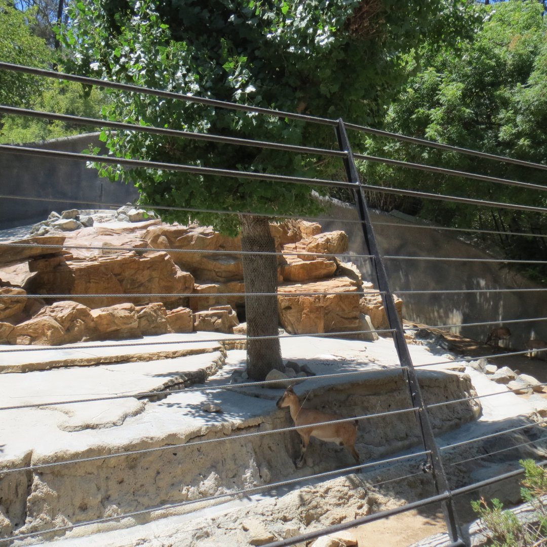 Tadjik Markhor Exhibit