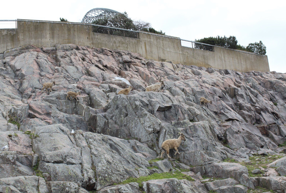 Tadjik markhor family
