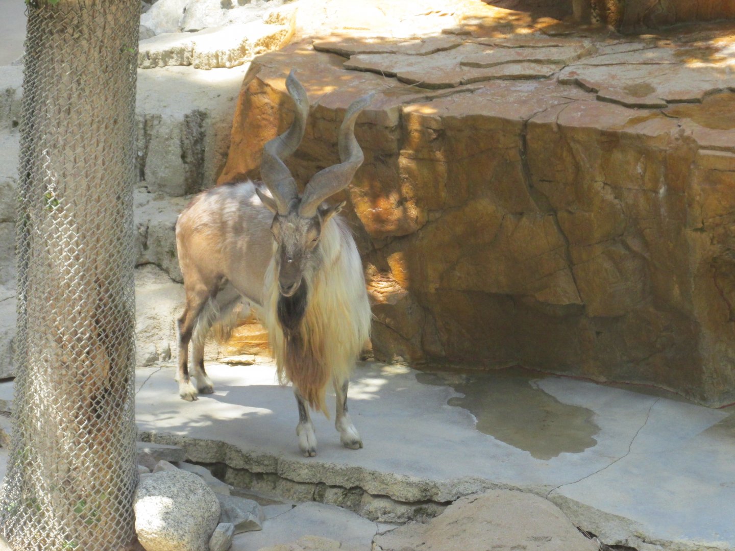 Tadjik markhor Los Angeles zoo 2017