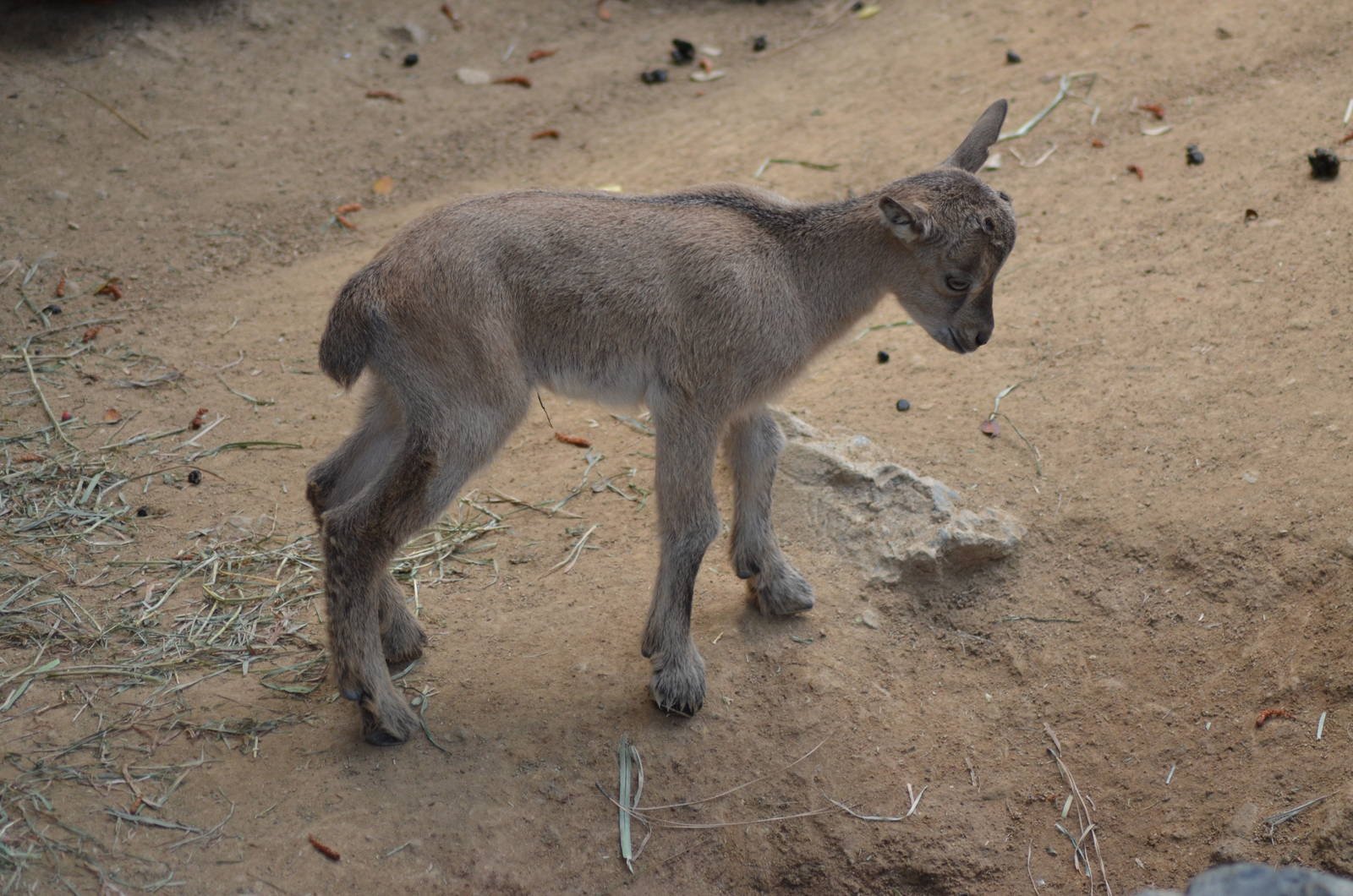 Tadjik Markhor Youngster