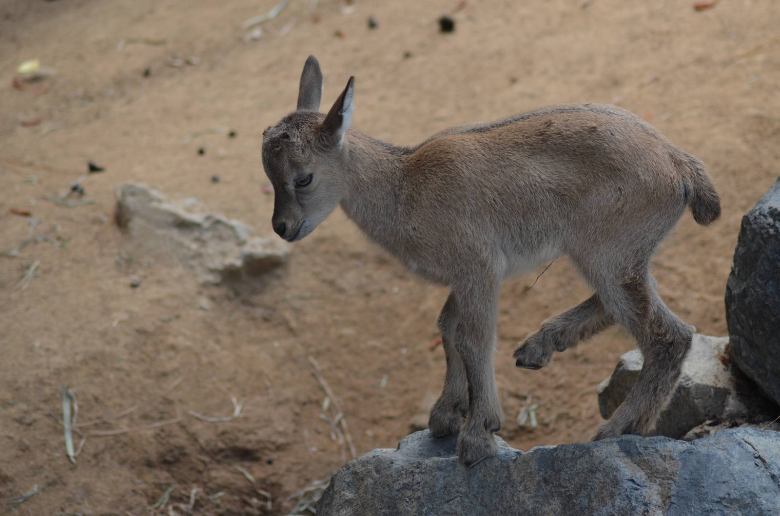 Tadjik Markhor Youngster