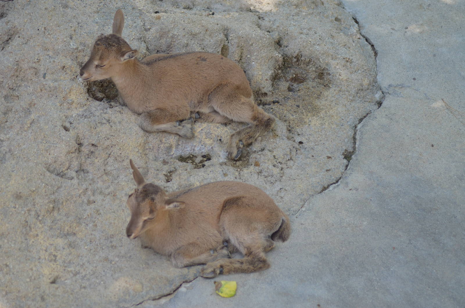 Tadjik Markhor Youngsters