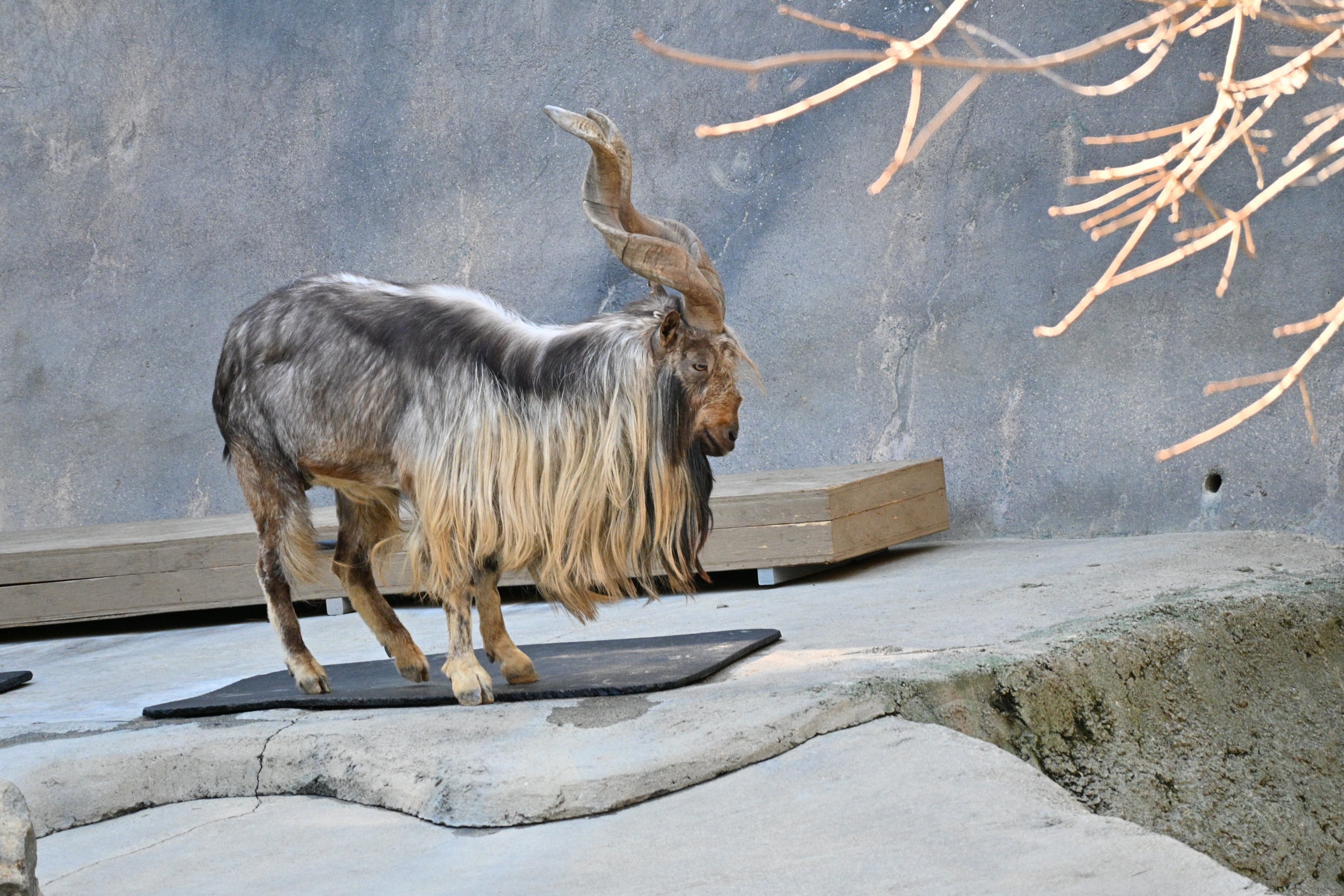 Tadjik Markhor