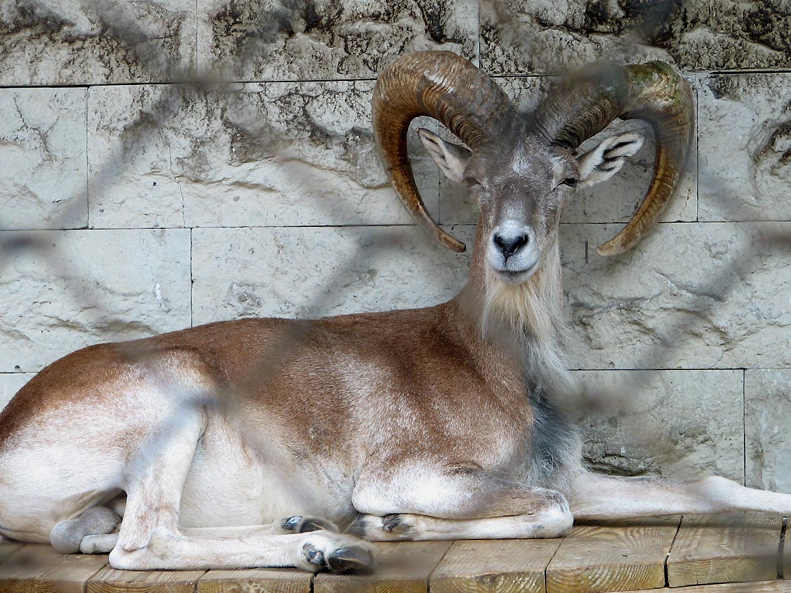 Tadjik Urial - Ovis vignei bochariensis