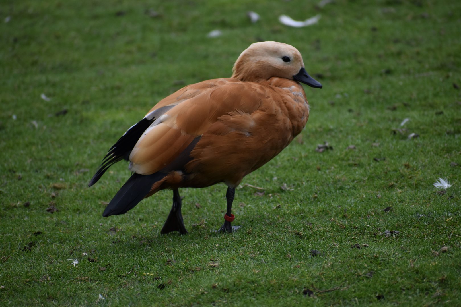 Tadorna ferruginea - Ruddy Shelduck
