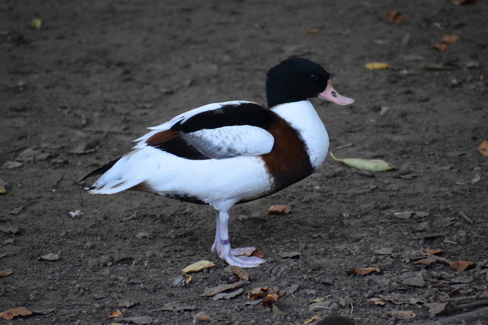 Tadorna tadorna - Common Shelduck