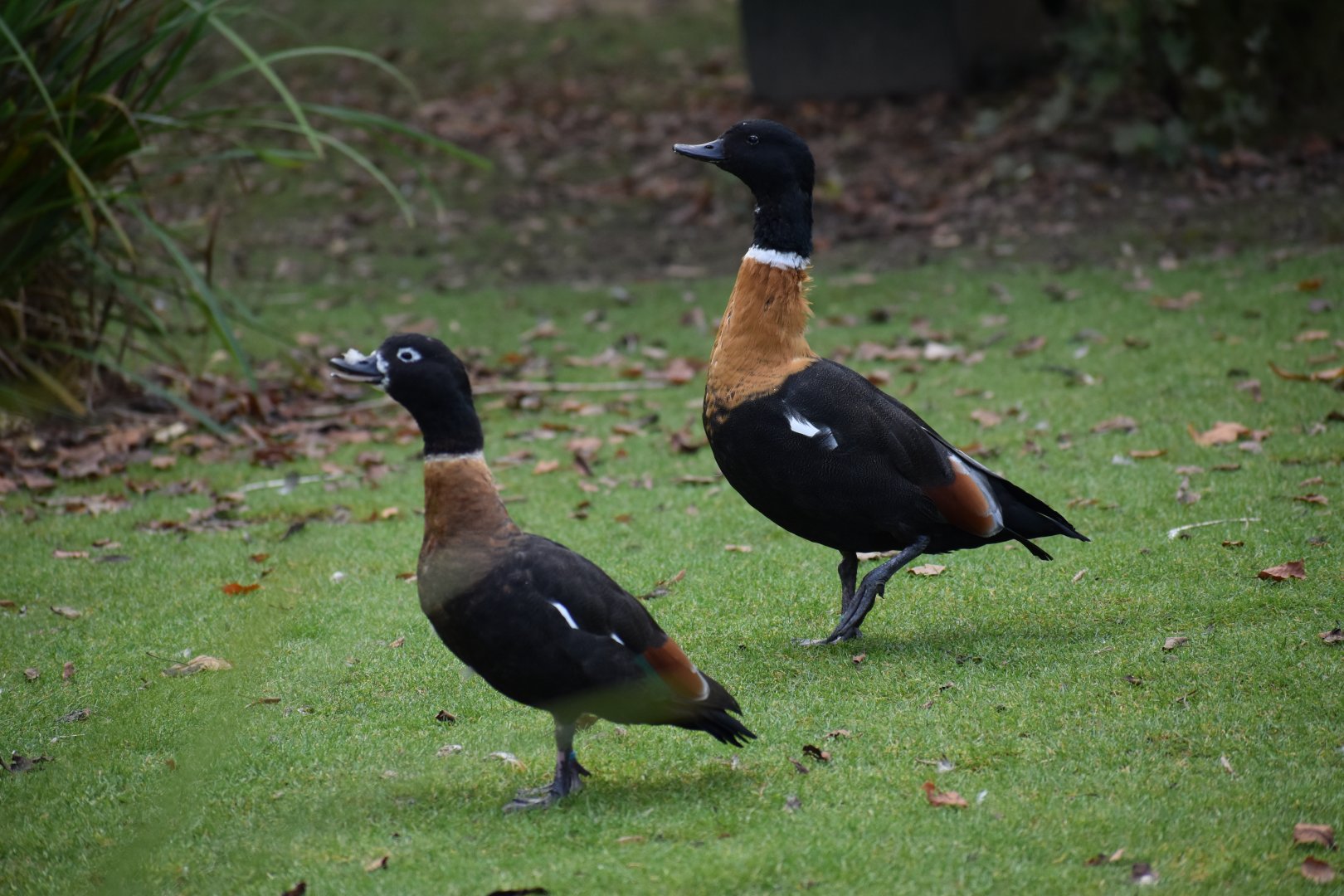 Tadorna tadornoides - Australian Shelduck