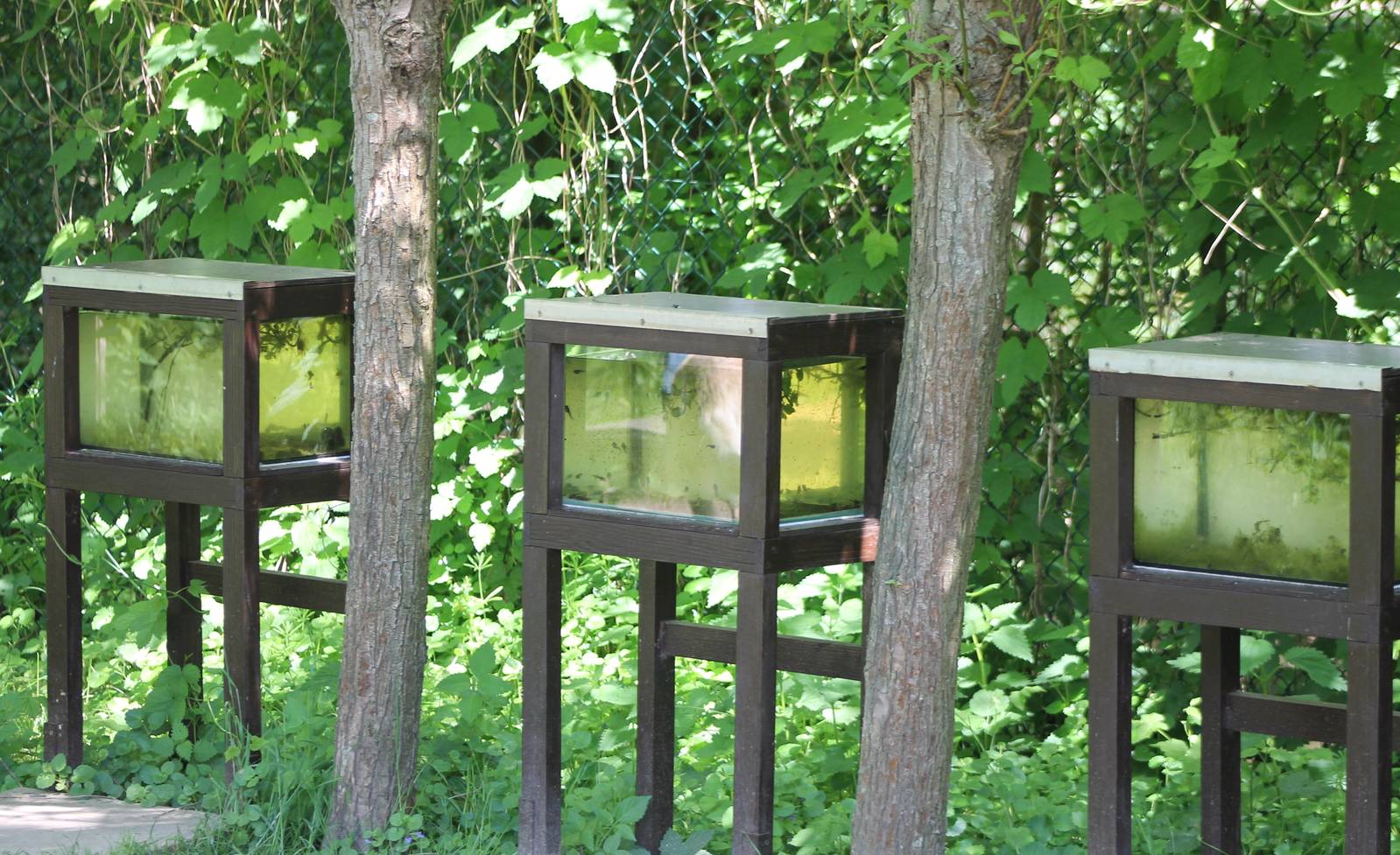 Tadpole enclosures