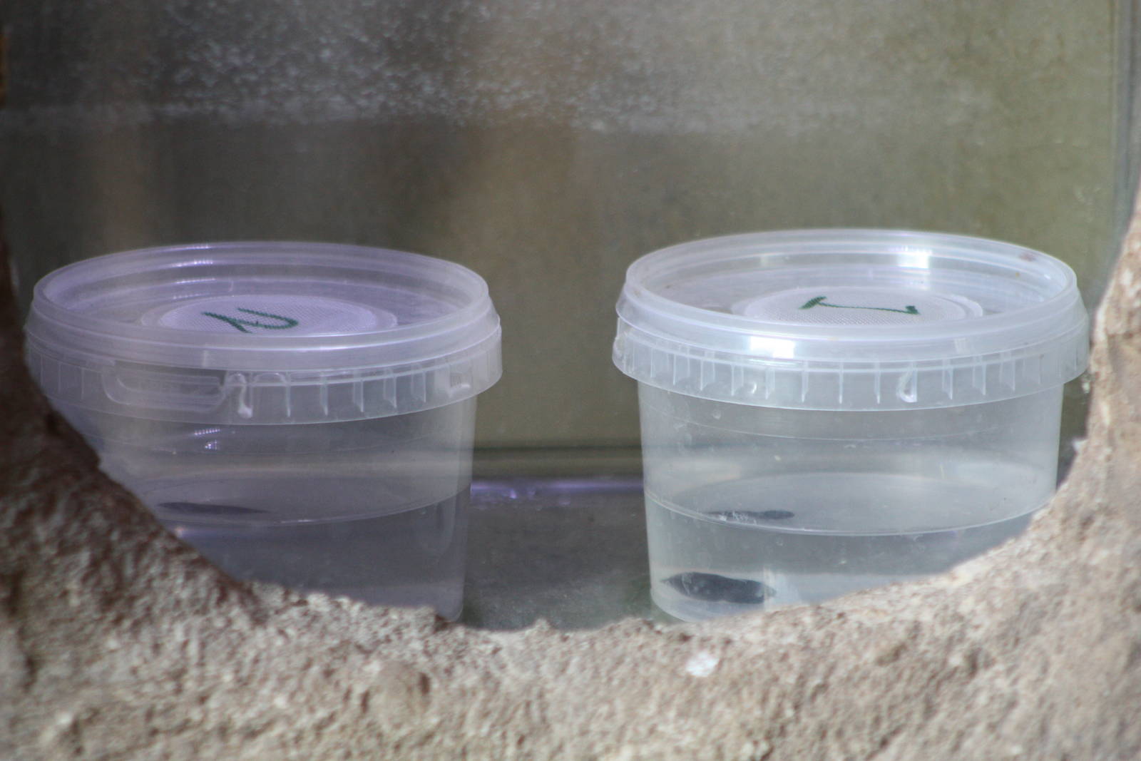 Tadpole exhibit, 4th August 2014