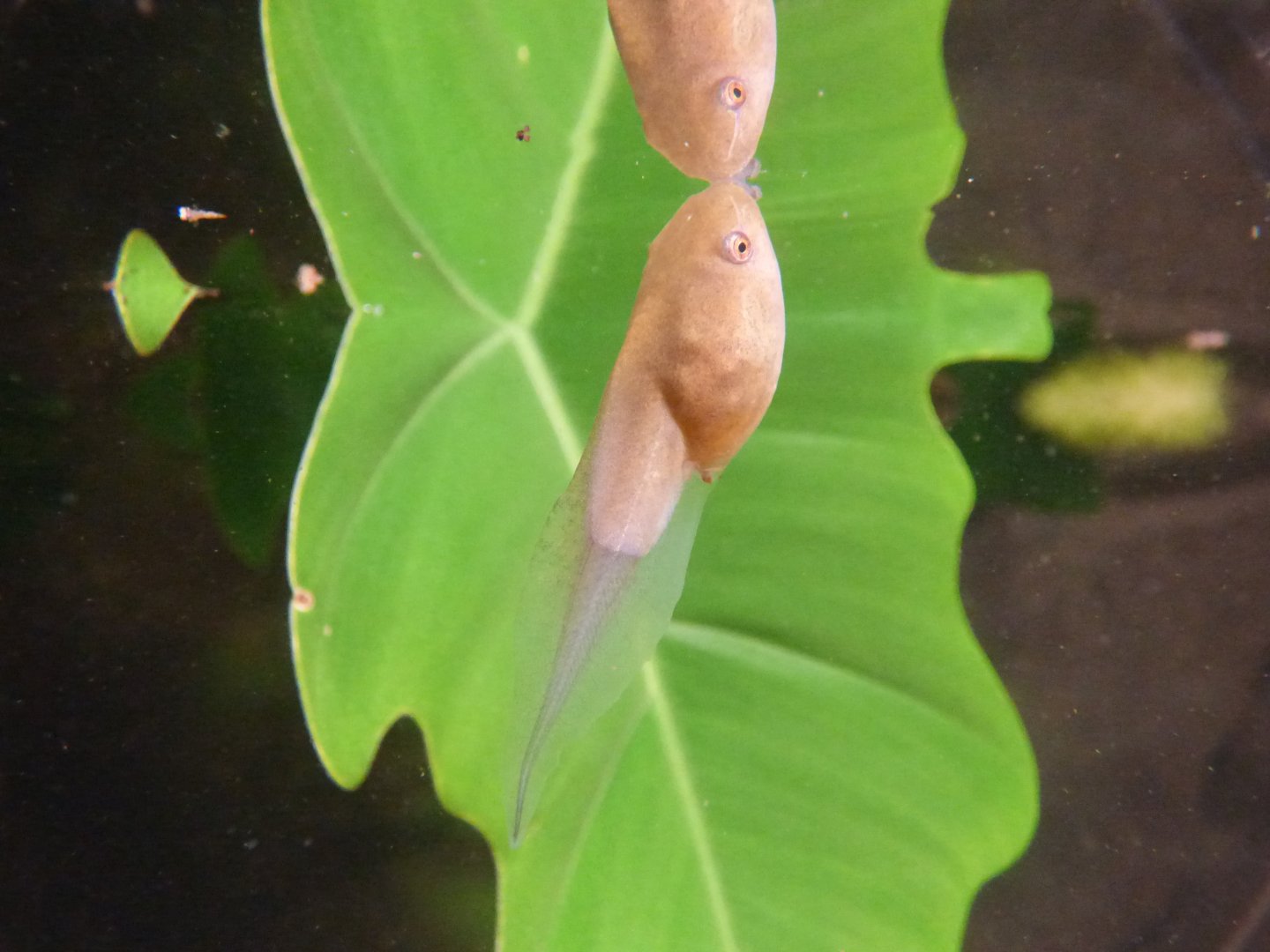 Tadpole in the Monsoon Forest