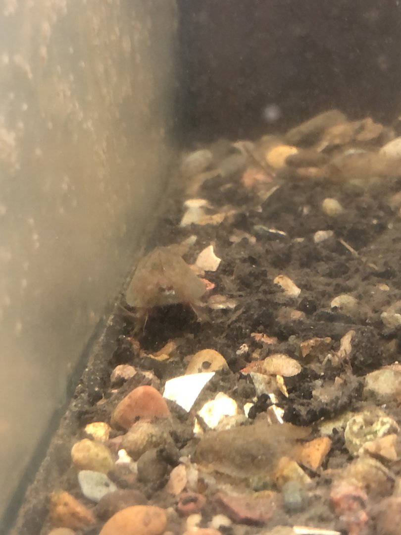 Tadpole Shrimp (Triops cancriformis)