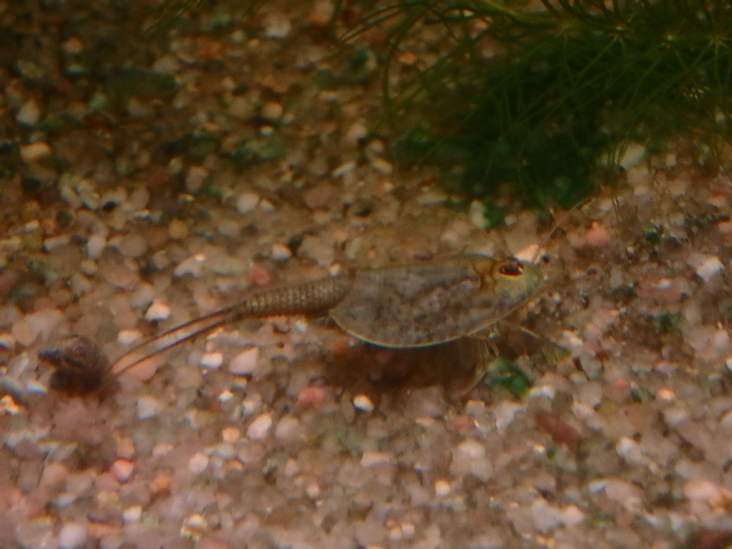 Tadpole shrimp