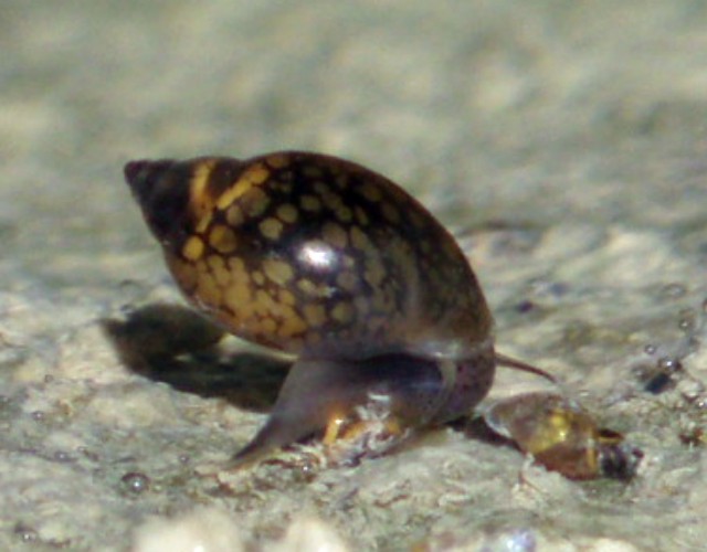 Tadpole snail (Physella acuta)