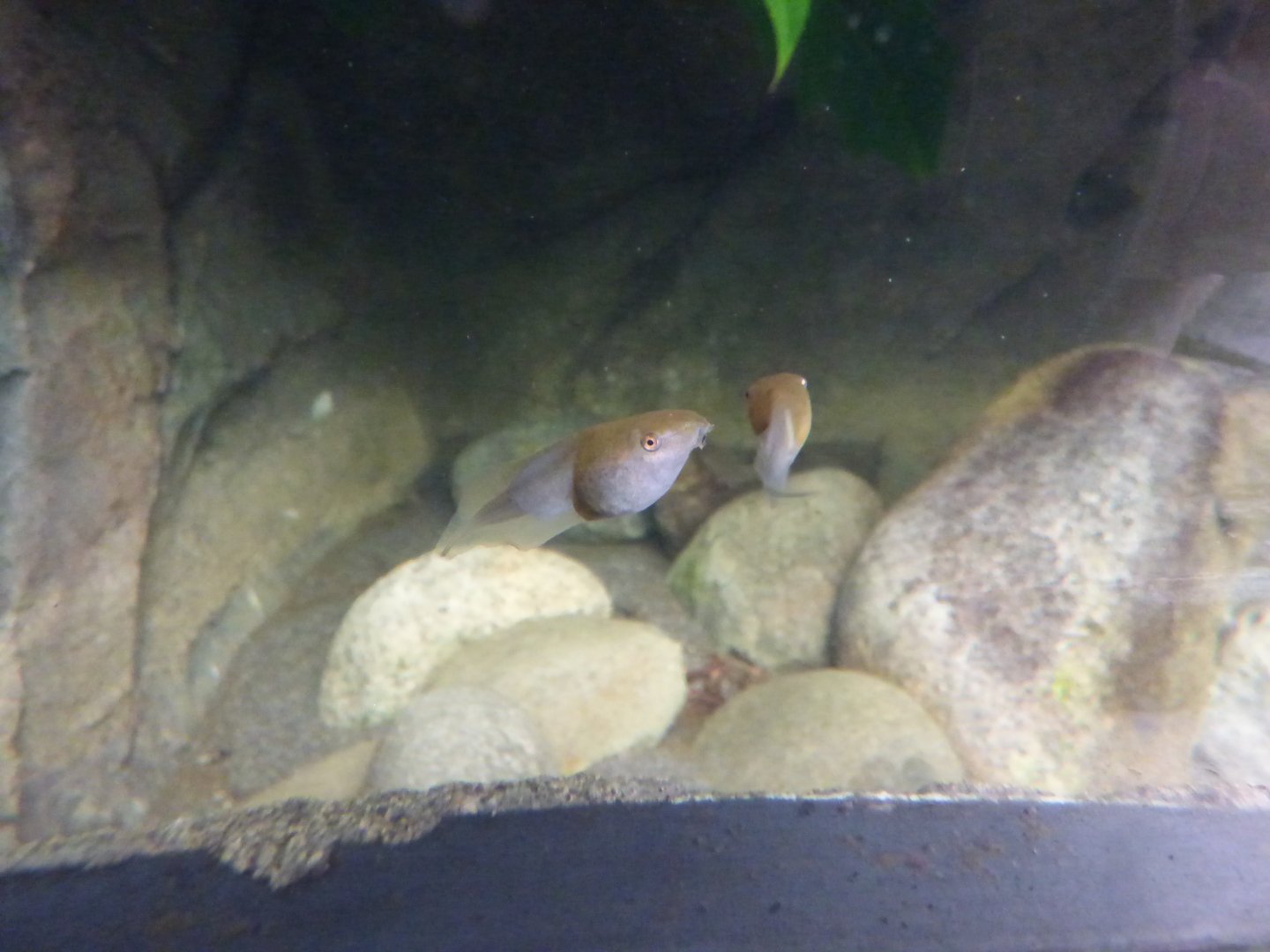 Tadpoles in the Monsoon Forest