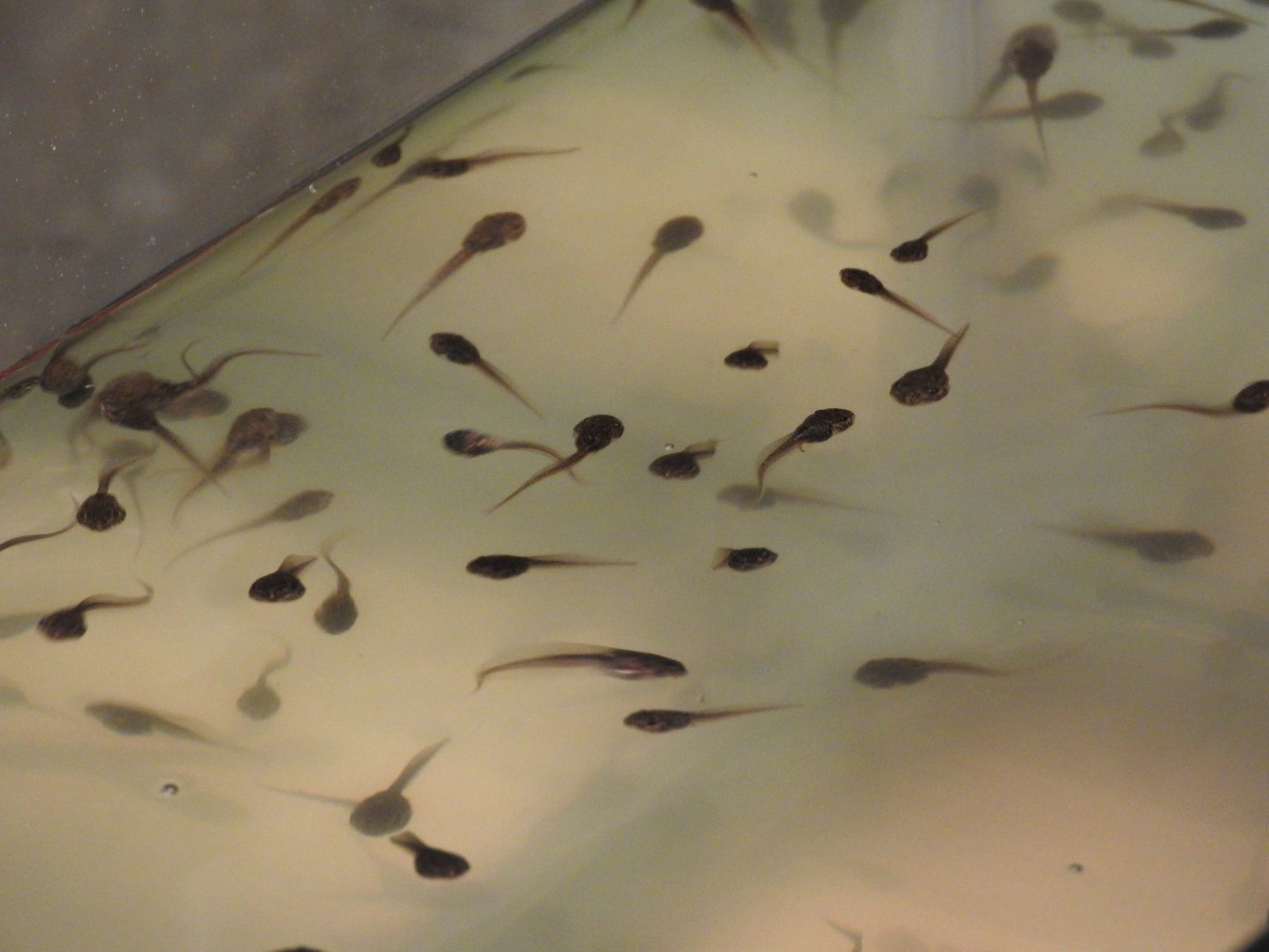 Tadpoles