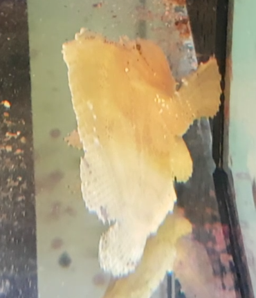 Taenianotus triacanthus