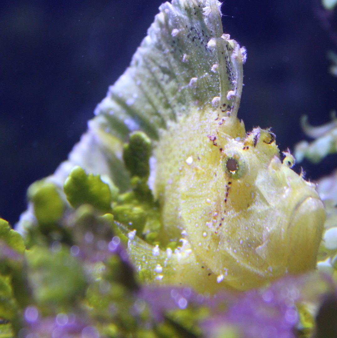 Taenianotus triacanthus