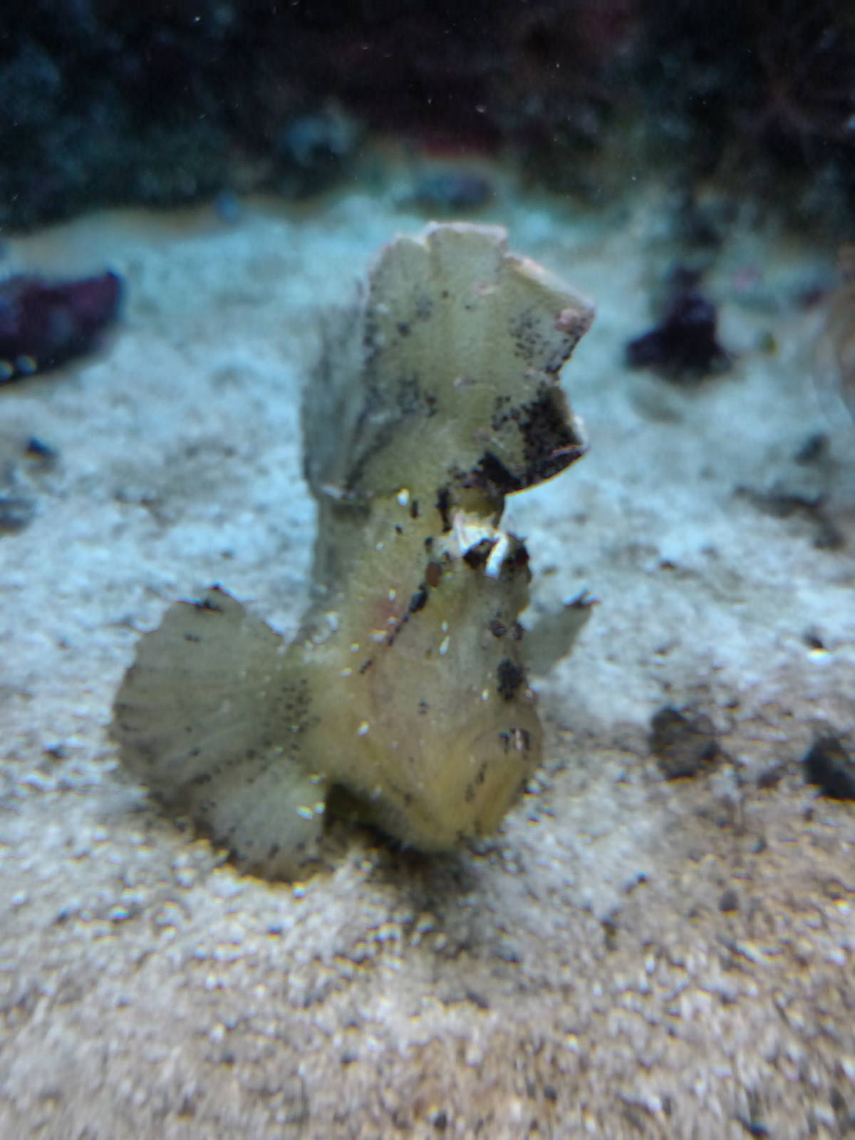 Taenianotus triacanthus11th September 2016