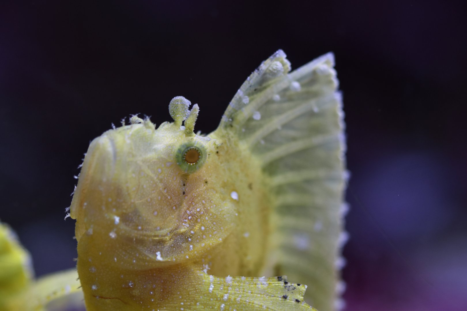 Taenianotus tricanthus